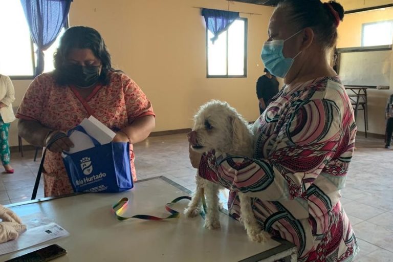 Perros-veterinaria-1