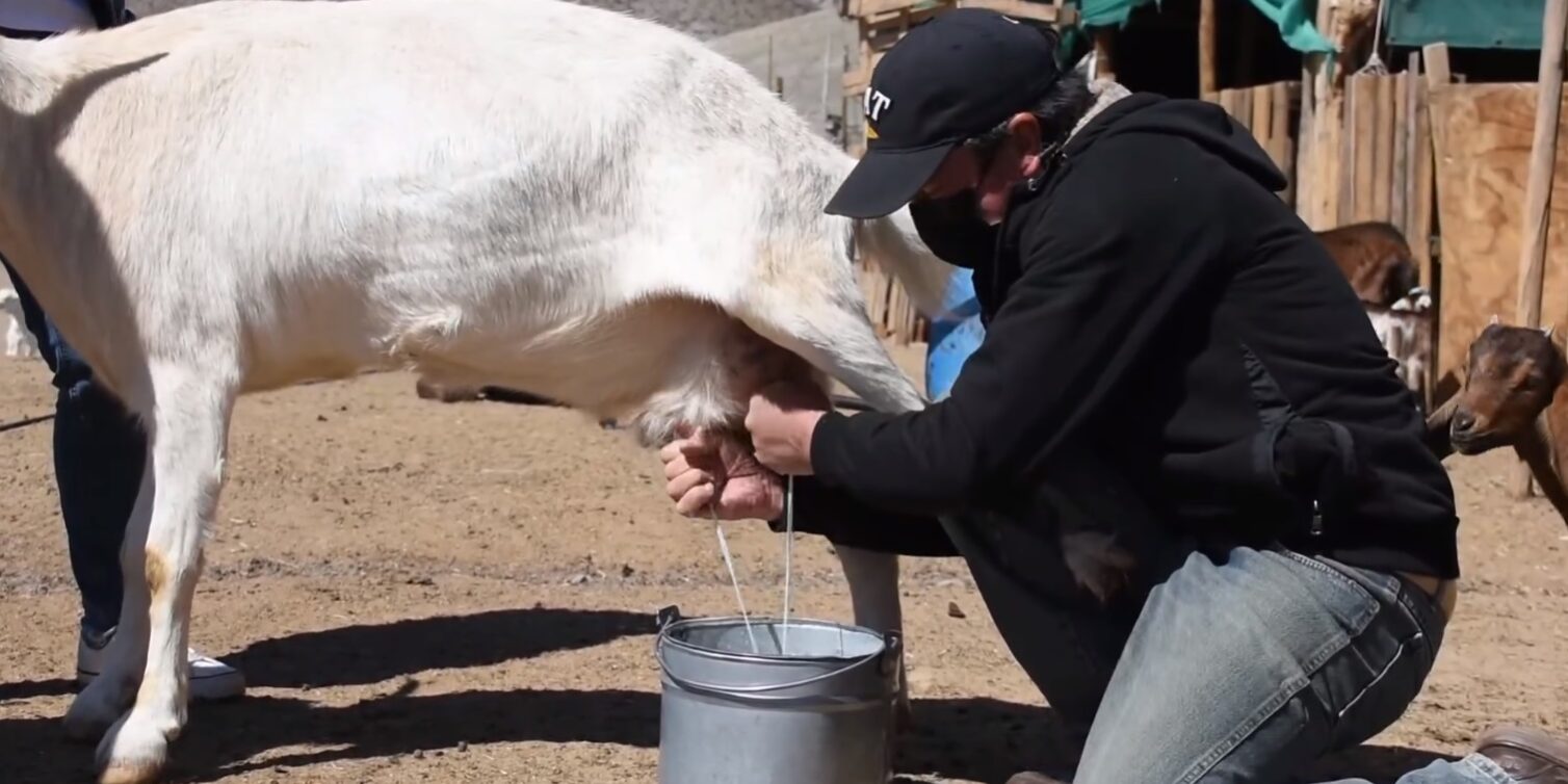 Cooperativa-quesos-1