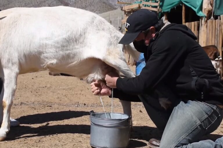 Cooperativa-quesos-1