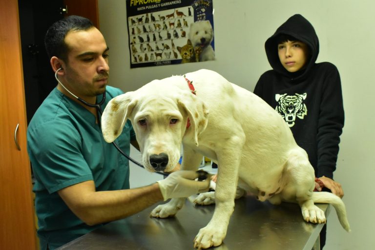 Rio-Hurtado-mascotas